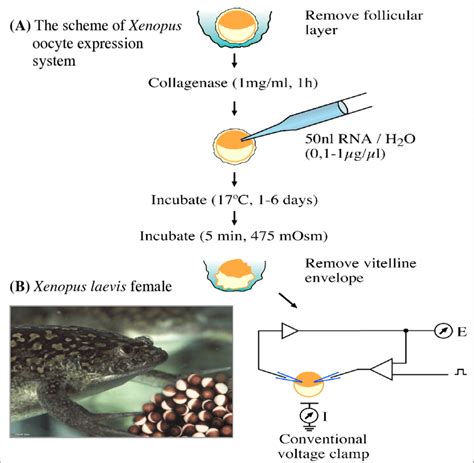 xenopus laevis pipette|Microinjection of Xenopus Oocytes .